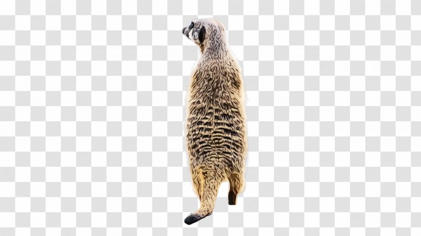 Meerkat Mongoose Tail Viverridae Wildlife Transparent PNG