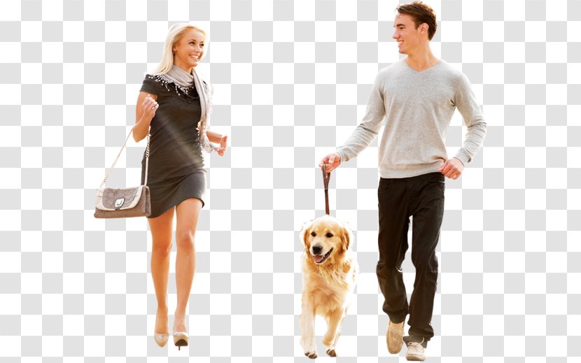 Puppy Great Dane Purebred Dog Walking Woman - Breed Transparent PNG