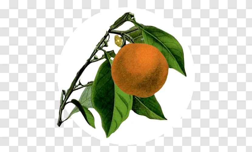 Bitter Orange Mandarin Rangpur Tangerine Tangelo - Sweet Transparent PNG