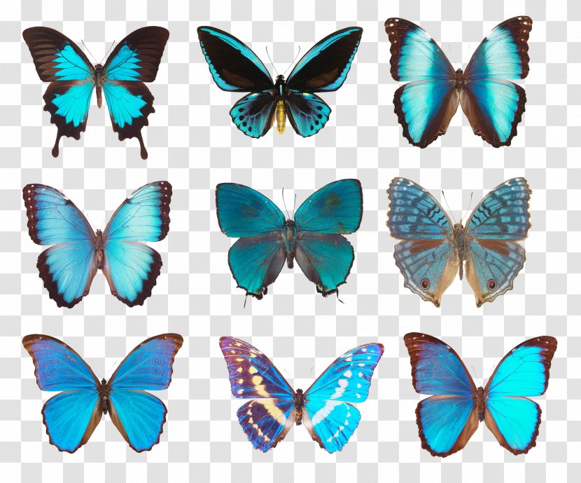 Butterfly Photography Transparent PNG