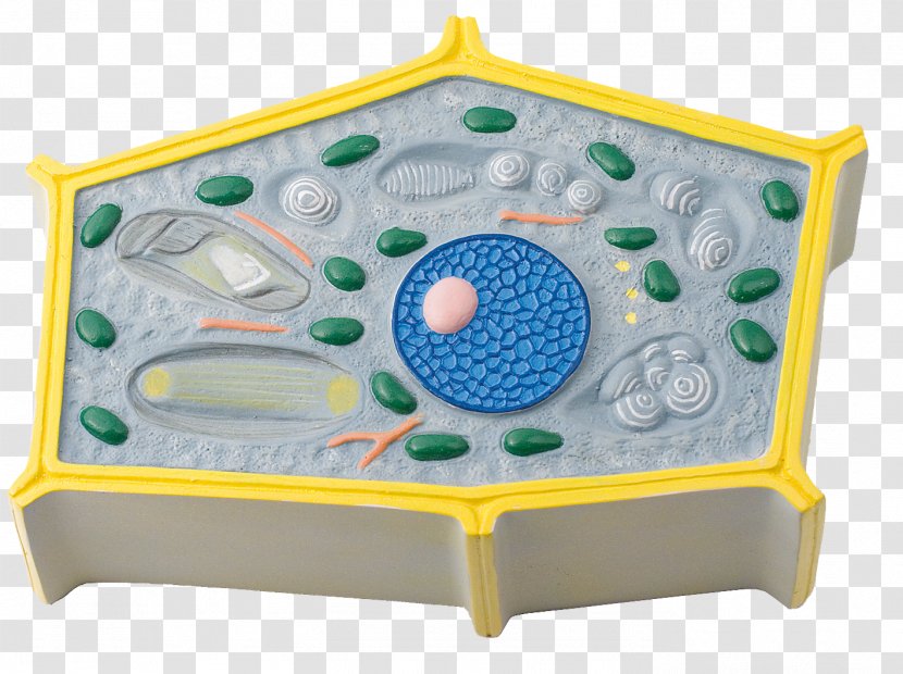 Plant Cell Botany Cross Section - Flower Transparent PNG