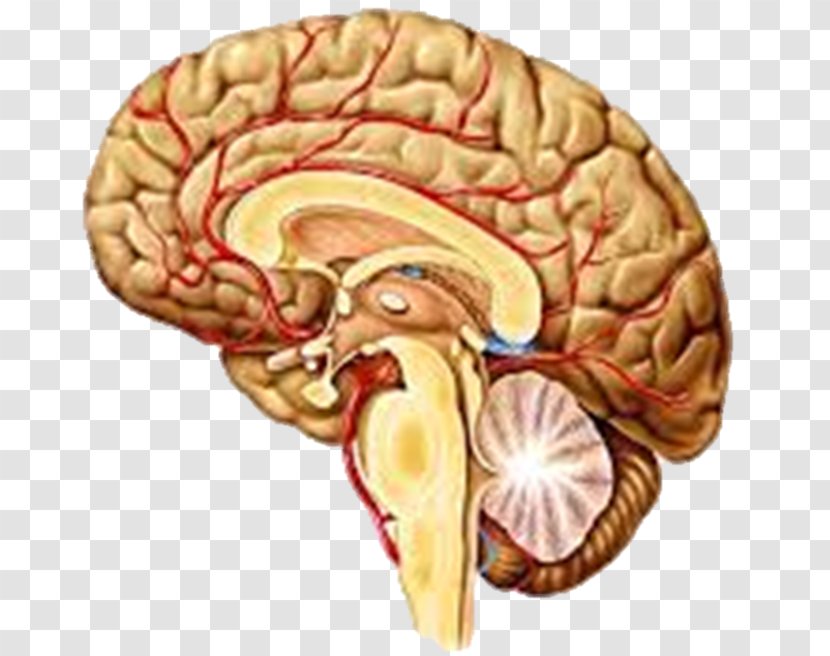 Human Brain Agy Structure Nervous System - Watercolor Transparent PNG