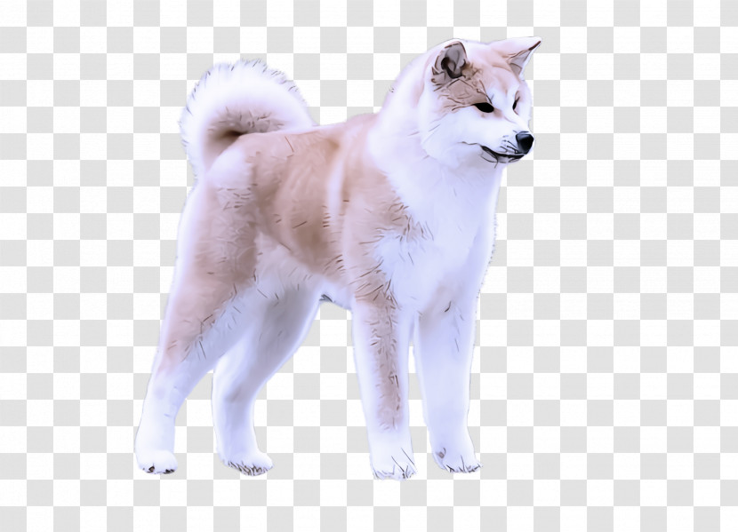 Dog Akita Akita Inu Canaan Dog Greenland Dog Transparent PNG