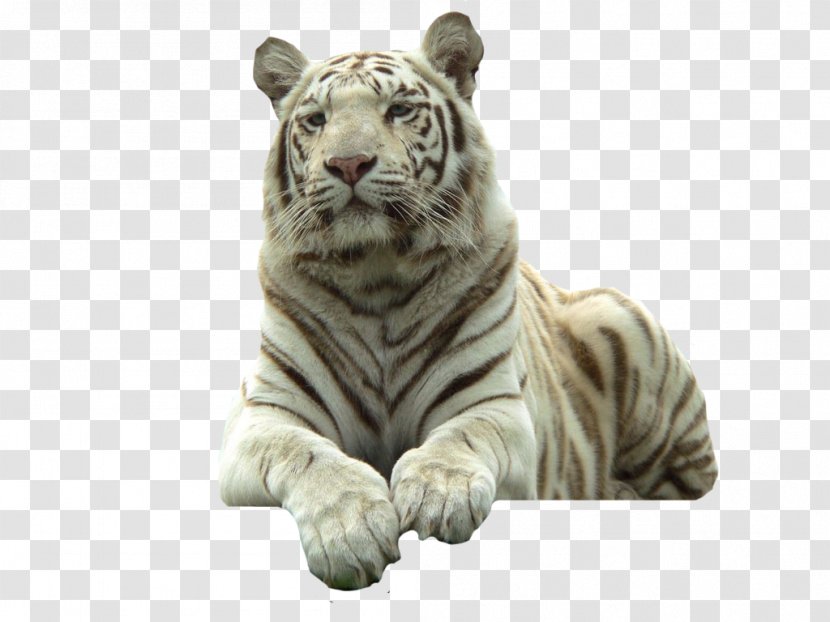 Bengal Tiger Felidae Cat White - Head - Love Animal Transparent PNG