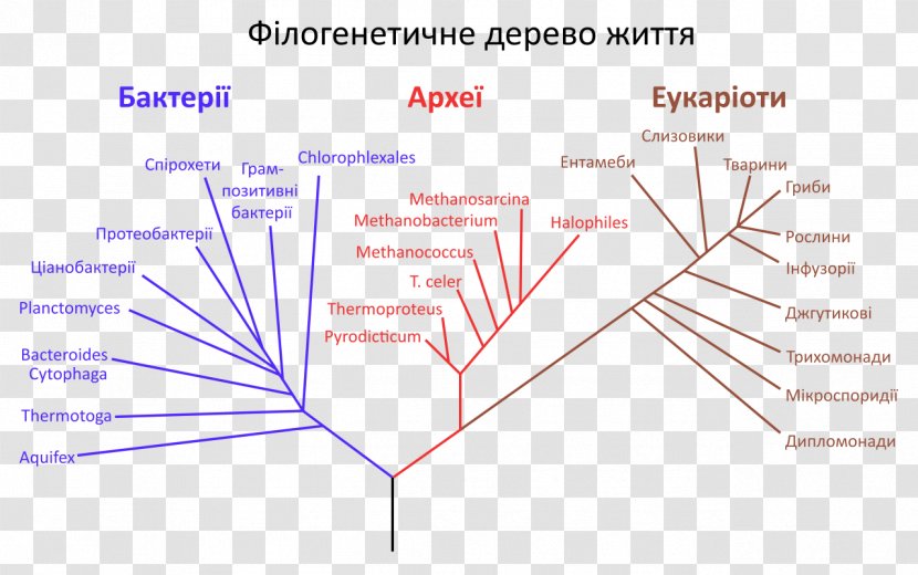 Phylogenetic Tree Phylogenetics Of Life Evolution Transparent PNG