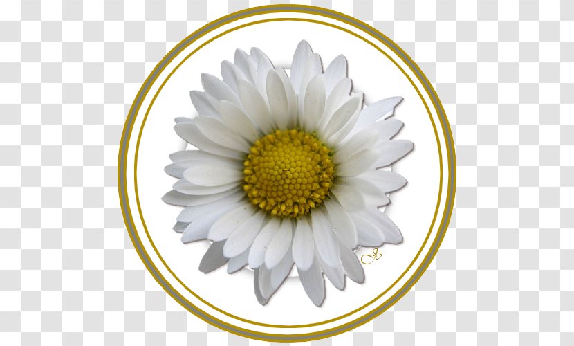 Giphy Flower Drawing White - Cut Flowers Transparent PNG