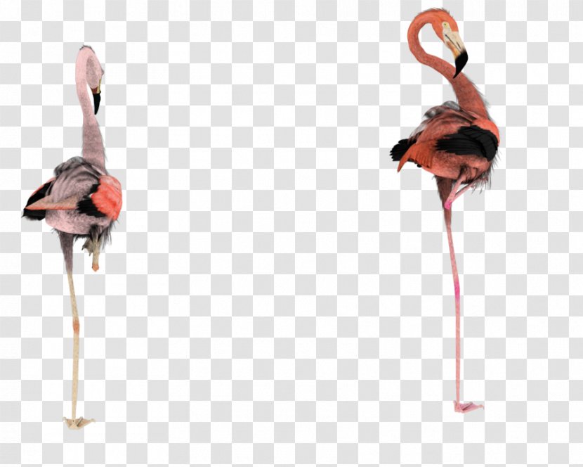 Flamingo Rendering Clip Art - 3d Computer Graphics Transparent PNG