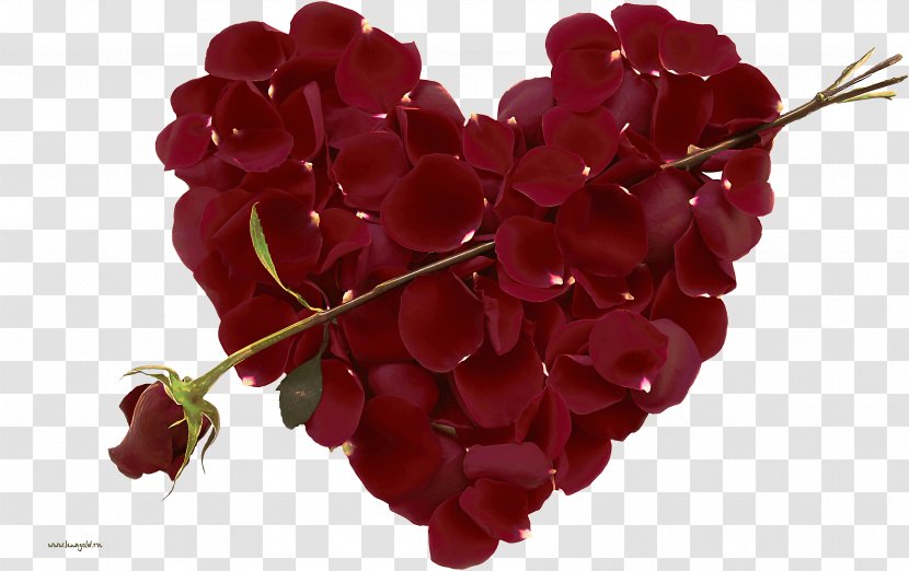 Valentine's Day - Red - Hydrangea Valentines Transparent PNG