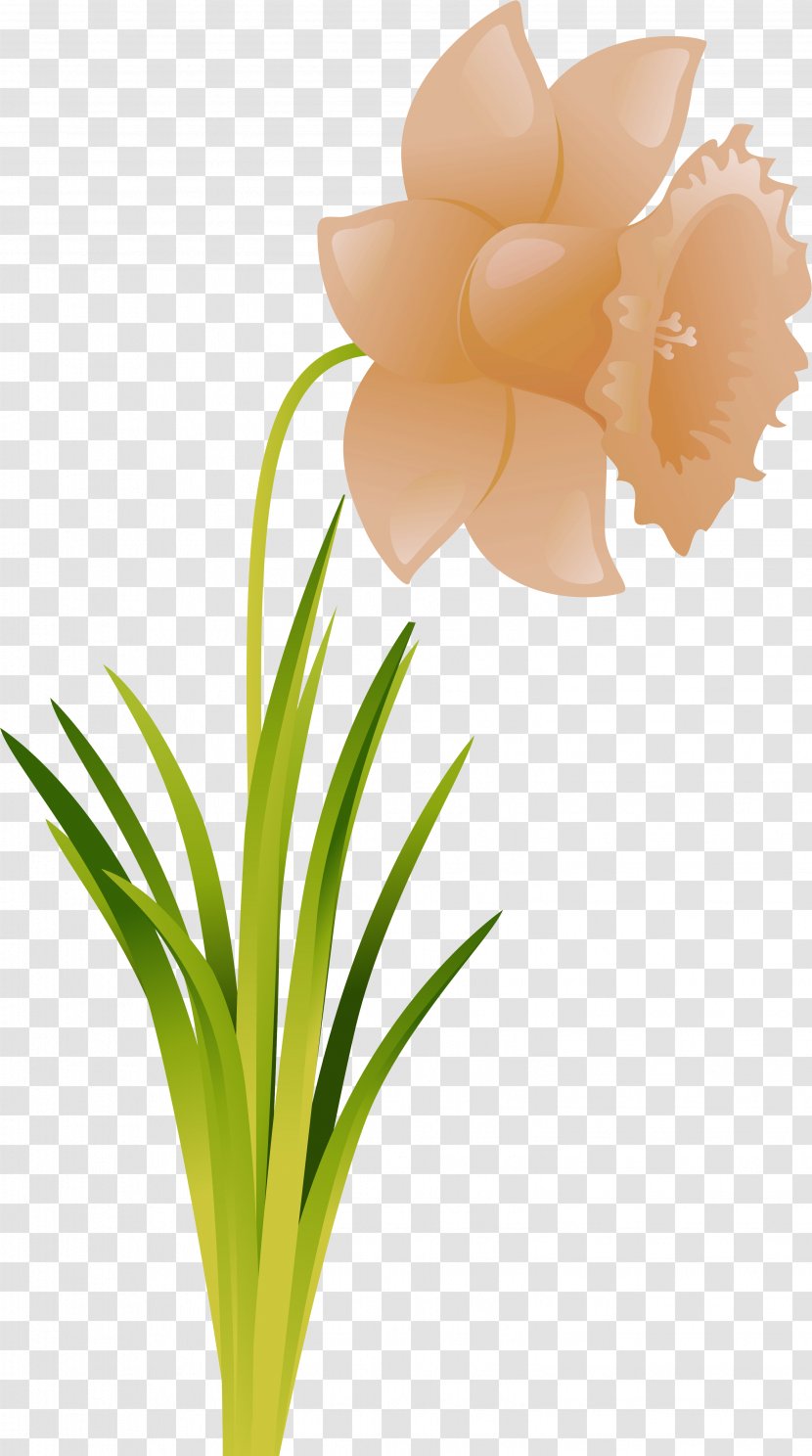 Cut Flowers Flowering Plant .ru - Flower - Narcissus Transparent PNG
