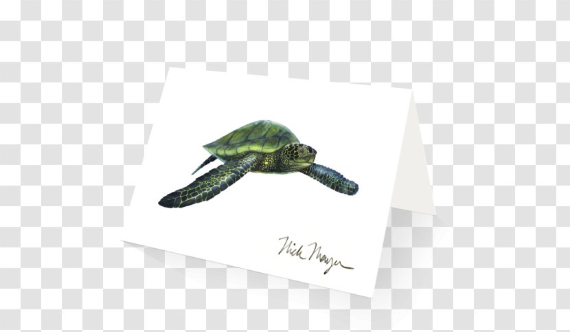 Green Sea Turtle Giant Bass Syngnathidae Transparent PNG