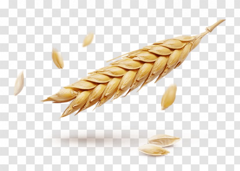 Wheat Ear Grain Information - Commodity Transparent PNG