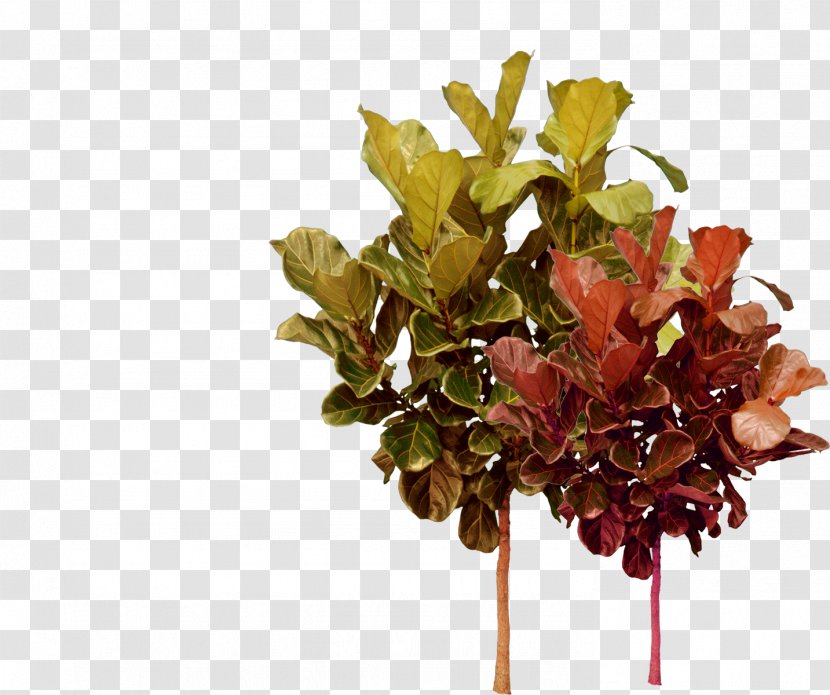 Tree Plant - Red Green Autumn Trees Transparent PNG