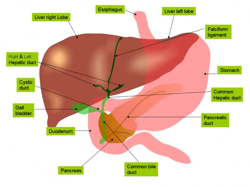 Liver Anatomy Gallbladder Bile Gastrointestinal Tract - Tree - Free Images Transparent PNG