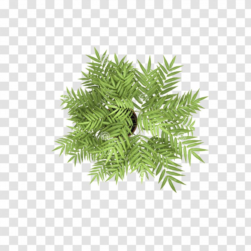 Tree Stock Photography Plant - Branch - Overlooking The Flowers Transparent PNG