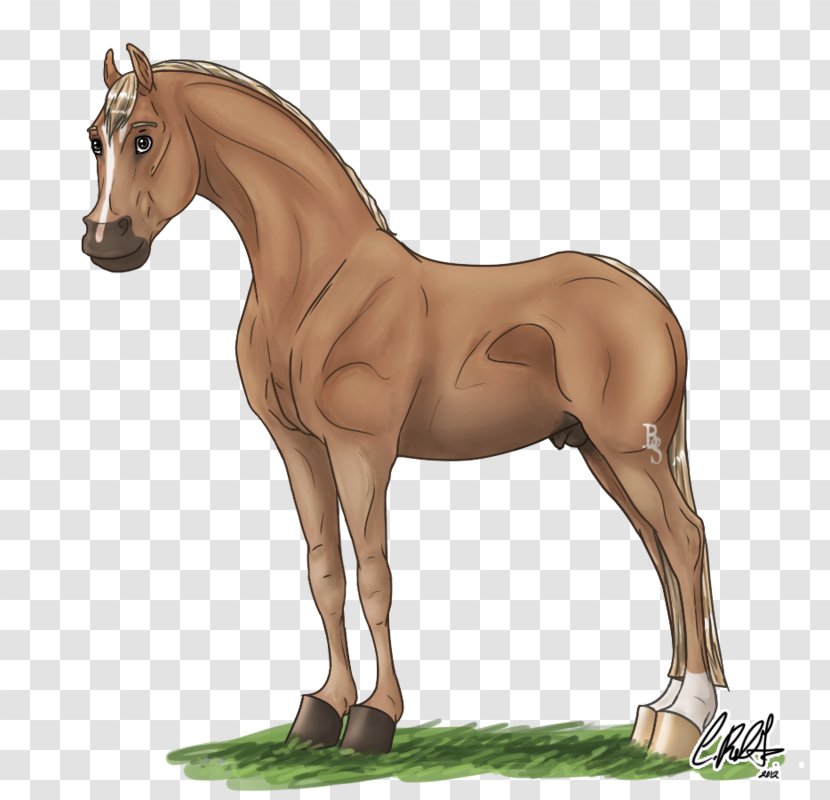 Foal Mustang Stallion Mare Colt Transparent PNG