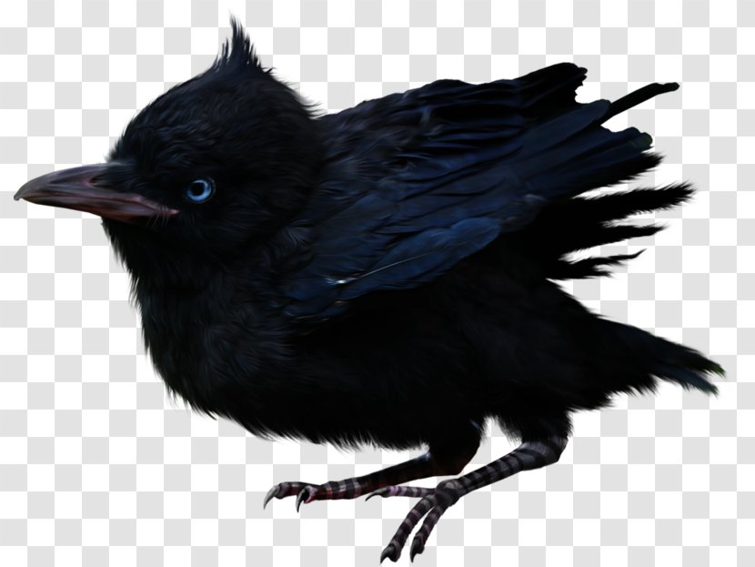 American Crow Rook Common Raven Fauna Beak - Feather Transparent PNG