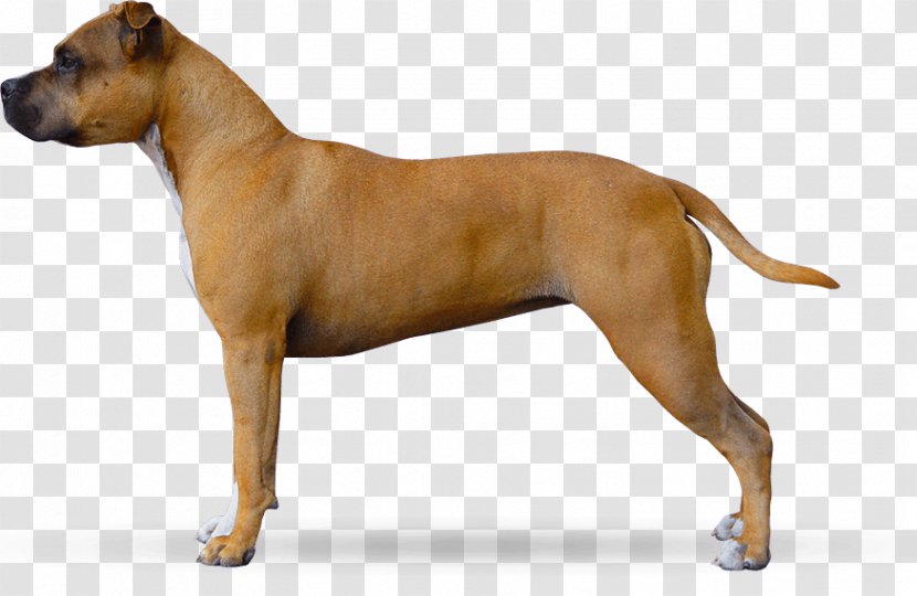 American Staffordshire Terrier Pit Bull Dog Breed - Puppy Transparent PNG