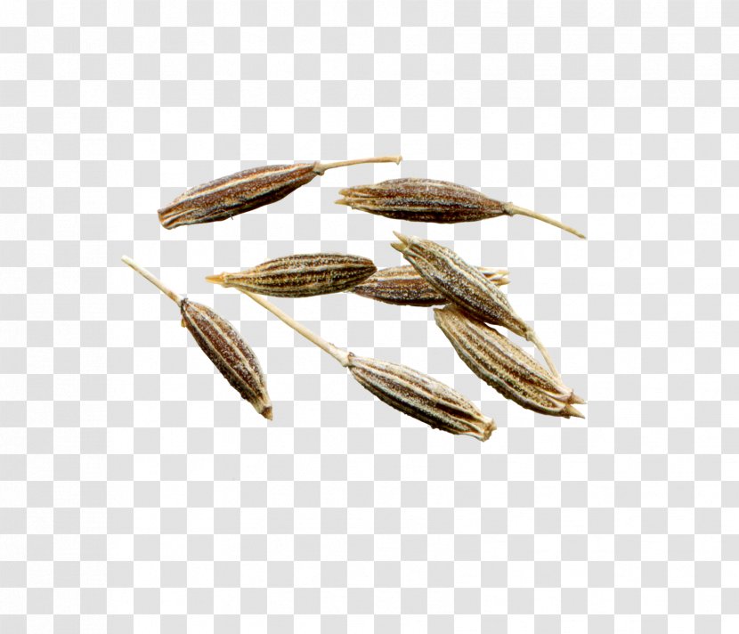 Commodity Plant - Whole Grain - Triticale Transparent PNG