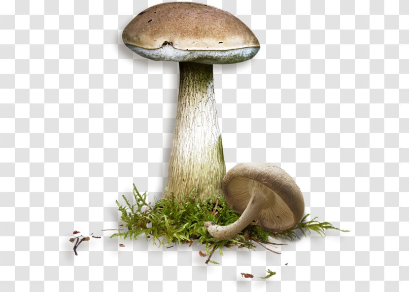 Mushroom Penny Bun Fungus Clip Art - Motif - Creative Web Mushrooms Transparent PNG