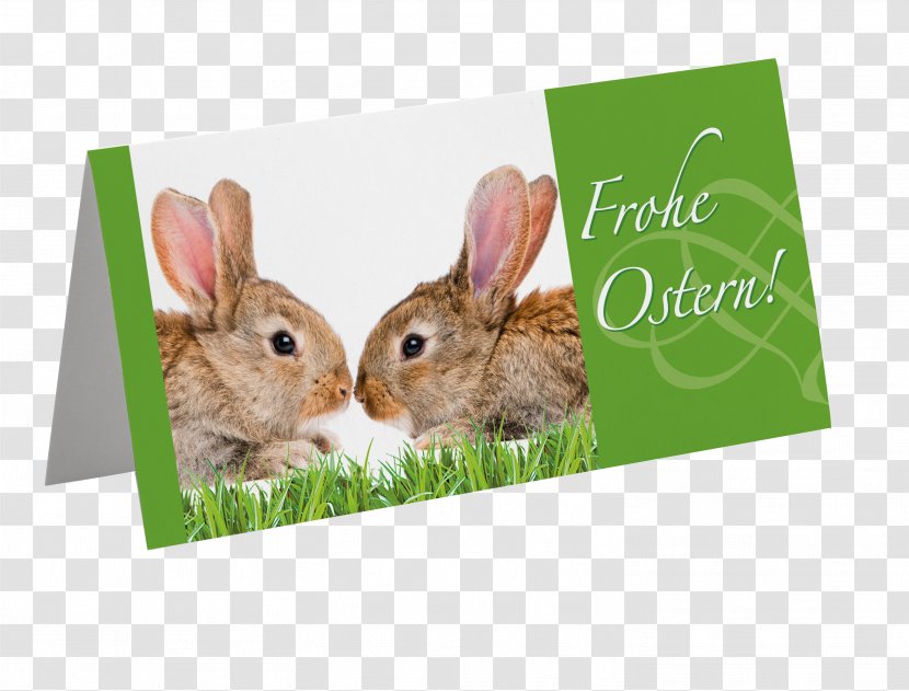 Domestic Rabbit Hare Fauna - Frohe Ostern Transparent PNG