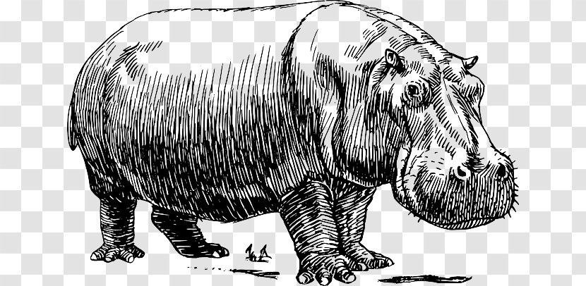Hippopotamus Drawing Clip Art Vector Graphics Image - Wildlife - Design Transparent PNG