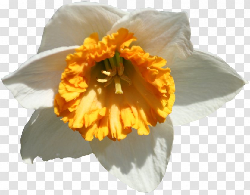 Daffodil Clip Art - Orange Transparent PNG