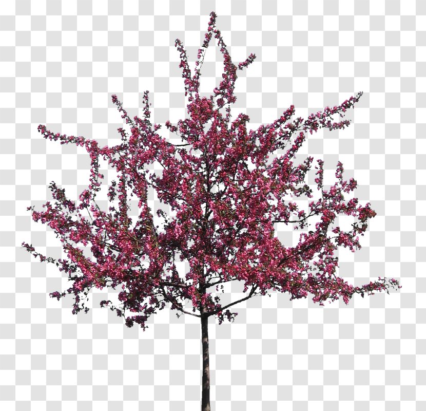 Tree Silhouette Clip Art - Flowering Plant - Sakura Transparent PNG