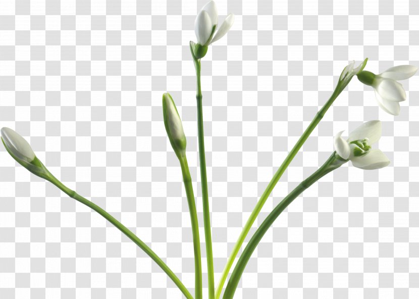 Snowdrop Cut Flowers Clip Art - Plant Transparent PNG