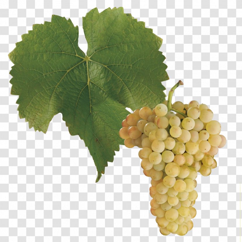 Pinot Blanc Gris Sauvignon Noir Cabernet - Wine - Grapes Transparent PNG