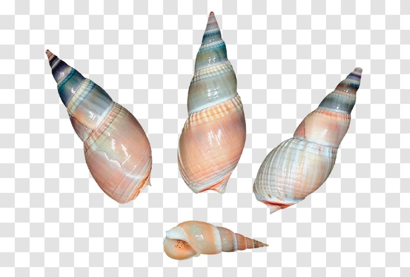 Seashell Gastropod Shell Sea Snail Clip Art Transparent PNG