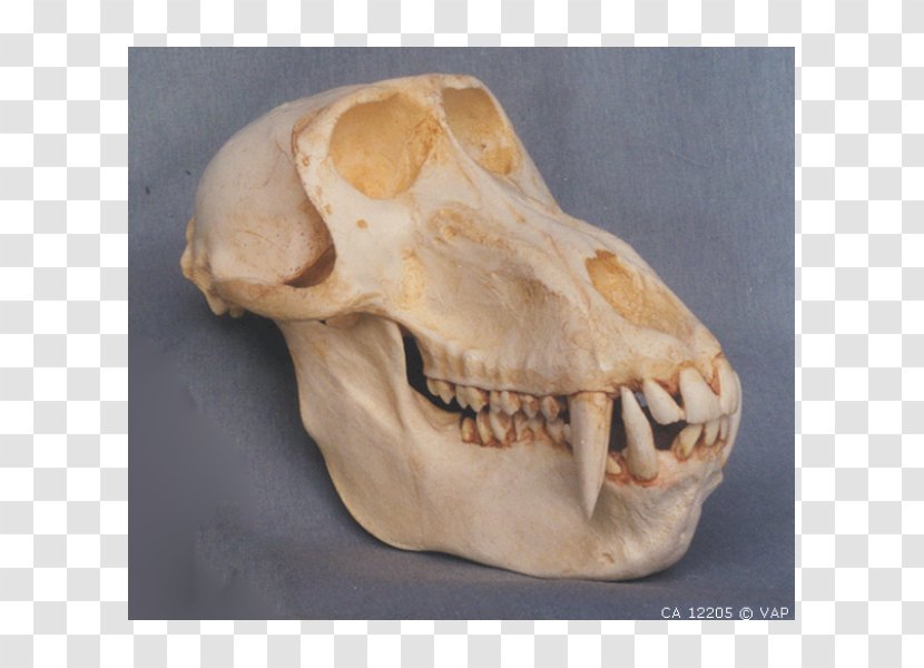 Mandrill Primate Skull Hamadryas Baboon Ape - Species Transparent PNG