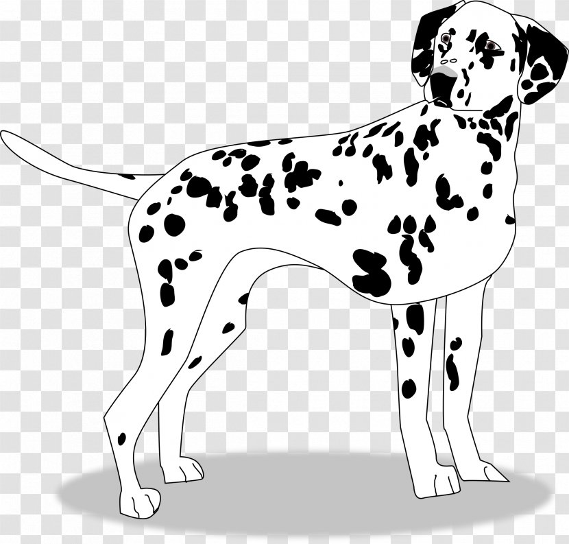 Dalmatian Dog Puppy Breed Companion Clip Art - Monochrome Photography Transparent PNG