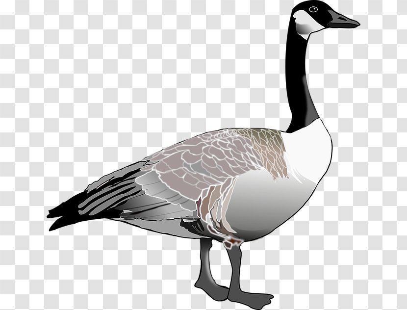 Canada Goose Bird Clip Art - Livestock - Classic Design Sketch Transparent PNG