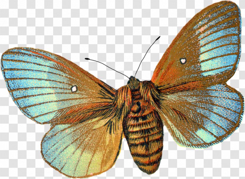 Butterfly Moth Botanical Illustration Drawing Transparent PNG