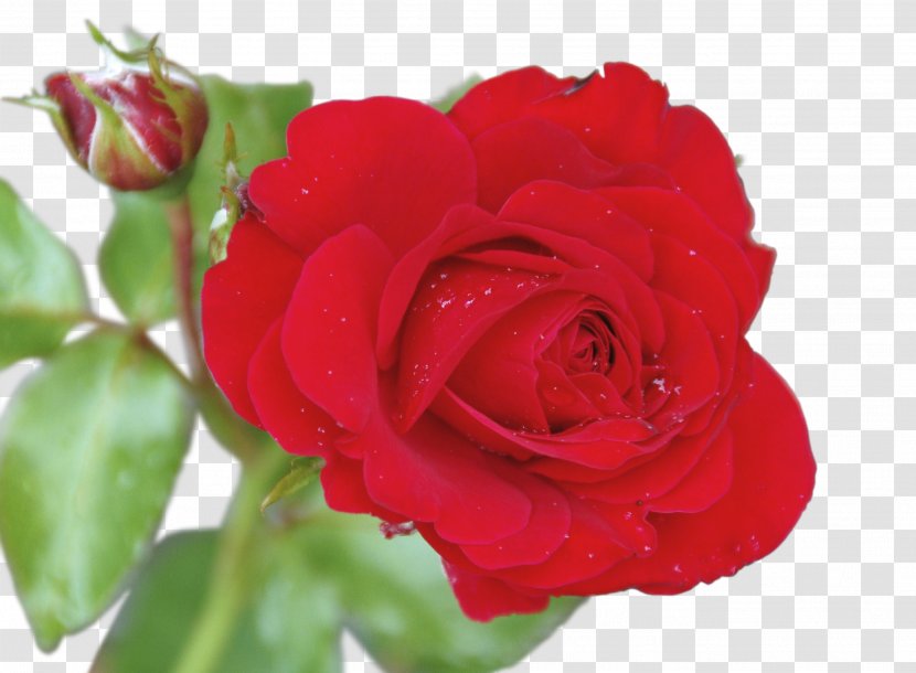 Garden Roses Cabbage Rose Floribunda Cut Flowers Petal - Roos Transparent PNG