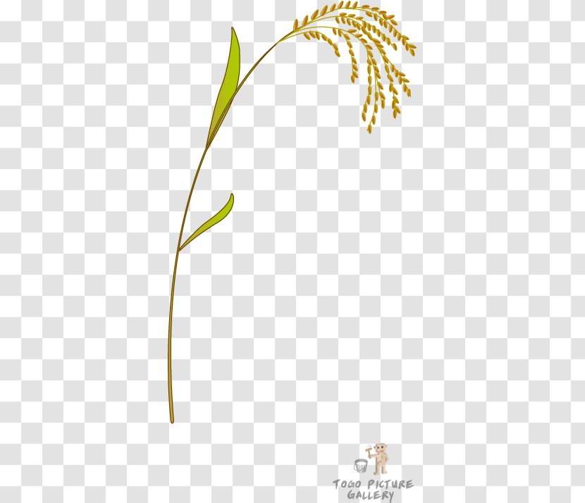 Plant Stem Grasses Rice Clip Art - Flower - Organism Transparent PNG