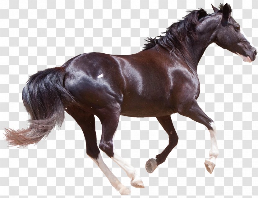 Friesian Horse Morgan American Quarter Black Forest Stallion Transparent PNG