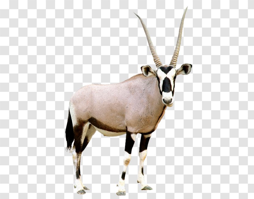 Gemsbok Antelope Pronghorn Scimitar Oryx - Tetracerus Quadricornis - Cow Goat Family Transparent PNG