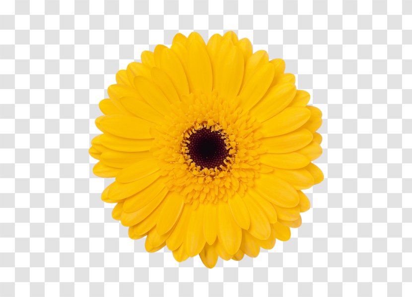 Transvaal Daisy Flower Bouquet Color Yellow - Flowering Plant - Apricot Blossom Transparent PNG