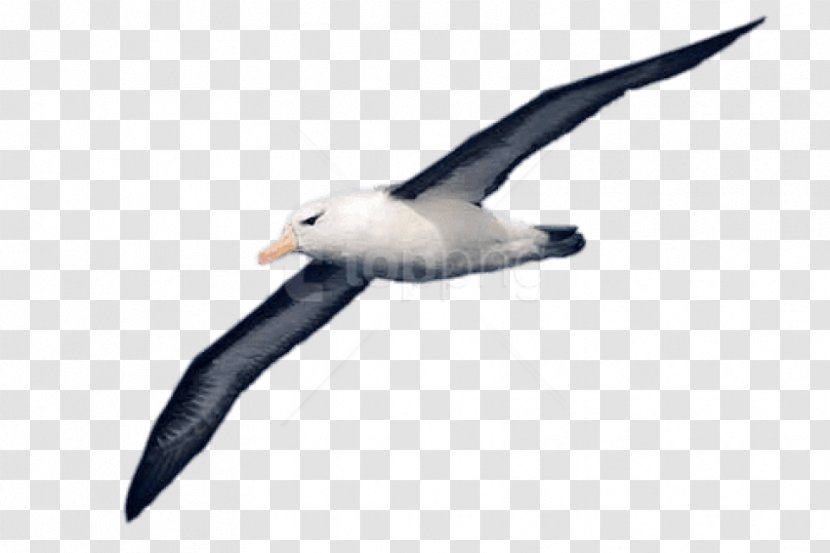 Albatross Clip Art Image Bird - Great Blackbacked Gull - Arabic Drawings Transparent Transparent PNG