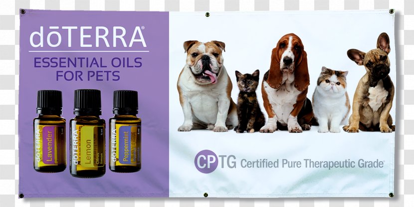 Dog Cat Pet Insurance Veterinarian - Brand - Oil Transparent PNG