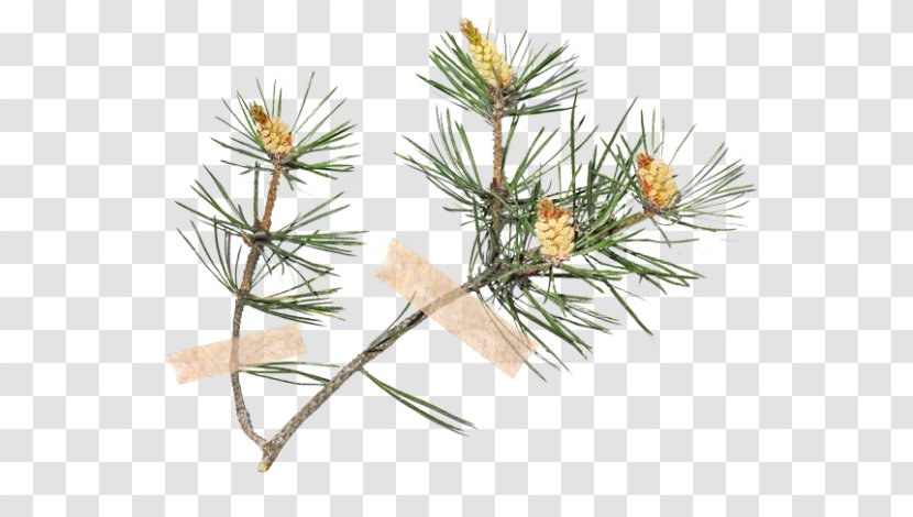 Stone Pine Scots Rose Hip Spruce Fir - Larch - Family Transparent PNG
