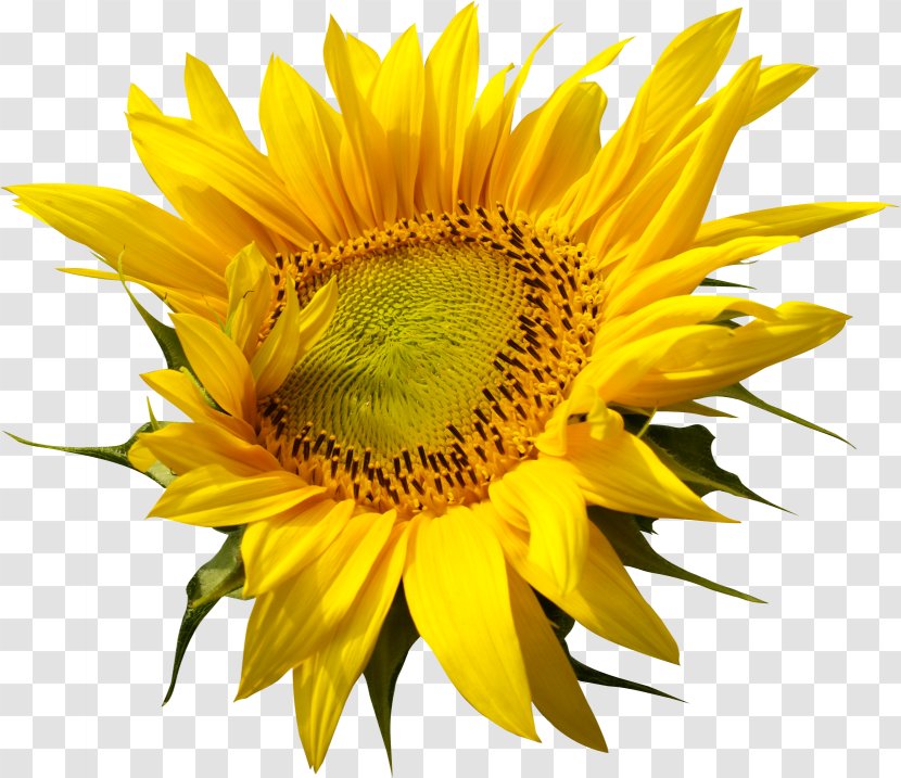Common Sunflower Seed Sunflowers - Daisy Family Transparent PNG