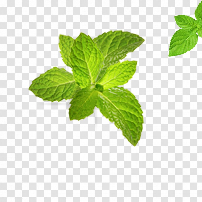 Tea Leaf Green Computer File - Leaves Transparent PNG