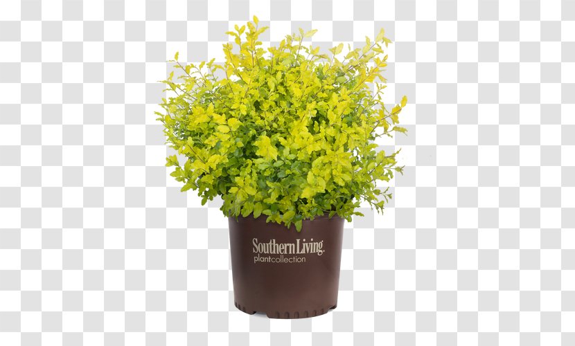 Sunshine Ligustrum Evergreen Shrub Chinese Privet 'Sunshine' Japonicum - Mustard - Large Potted Plants Transparent PNG