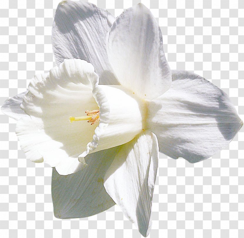 Daffodil White Flower Clip Art Transparent PNG