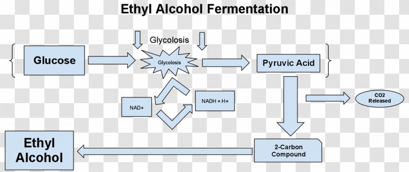 Ethanol Fermentation Diagram Alcoholic Drink - Material - Brand Transparent PNG