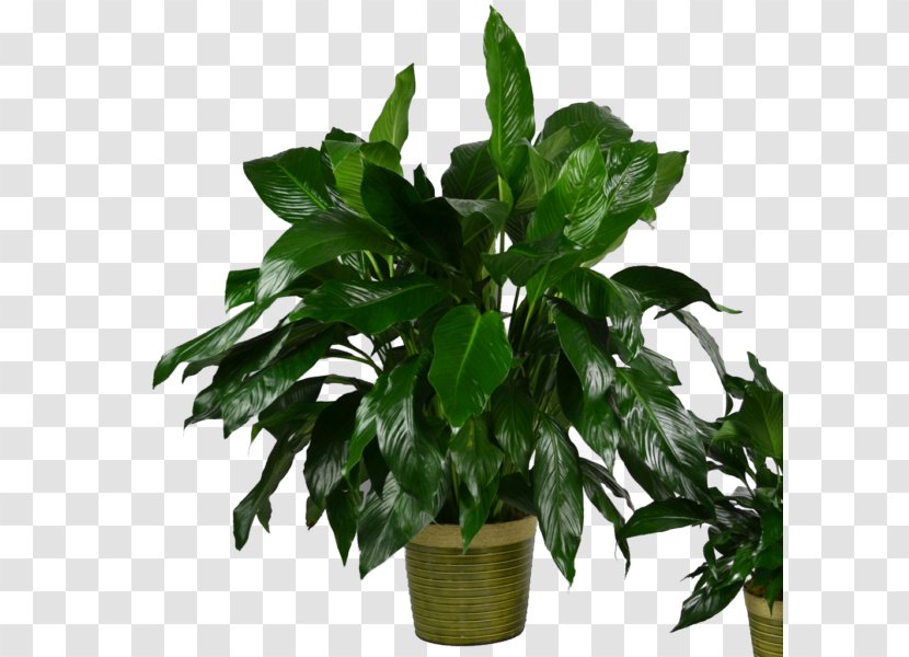 Peace Lily Houseplant Flowerpot Leaf Evergreen Transparent PNG