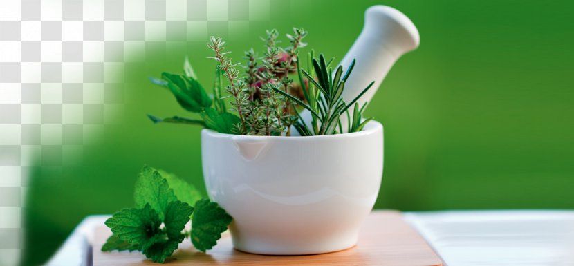 Alternative Health Services Medicine Herbalism - Therapy - Pepermint Transparent PNG