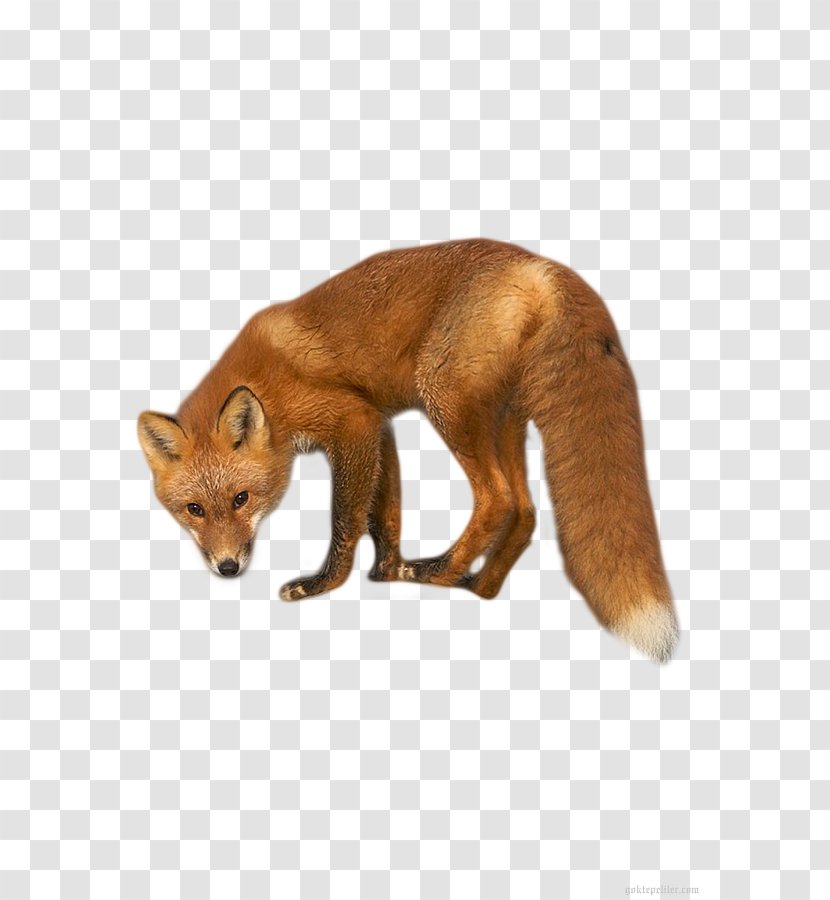 Red Fox Dhole Kit Fur - Tshirt Transparent PNG